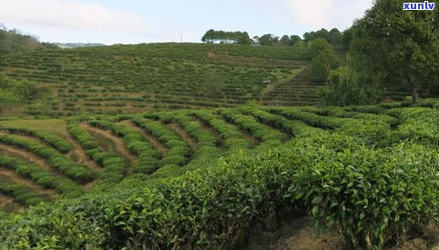 无量山普洱茶滋味-无量山普洱茶口感