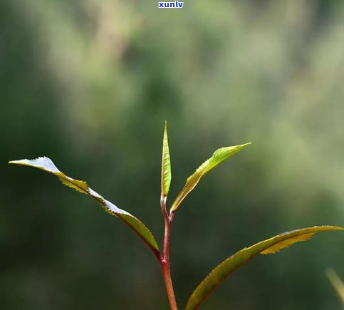 布朗山帕点古树生茶散茶：口感特点与产地介绍