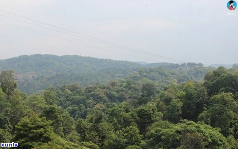 普洱茶易武山头图-普洱茶易武茶区有些什么山头茶