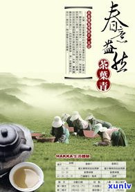 深入探索普洱茶文化：从历到现代的全面解读与体验