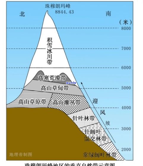 普洱茶的海拔越高越好吗？影响其品质的关键因素是什么？