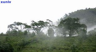 普洱茶高海拔产区-普洱茶高海拔产区有哪些