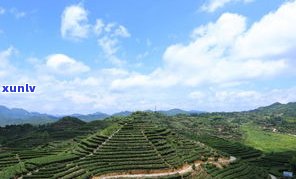 普洱茶高海拔产区-普洱茶高海拔产区有哪些