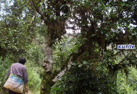 天门山普洱茶卖点-天门山普洱茶卖点在哪里