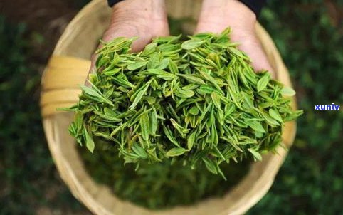 普洱茶是几等茶叶-普洱茶是几等茶叶啊