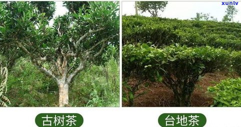 大树和古树普洱茶-大树和古树普洱茶哪个好