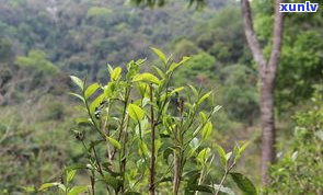 开远市存放普洱茶-开远市存放普洱茶的地方