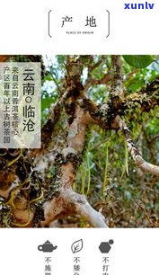 探究野人山古树普洱茶：特点、图片及面积全解析