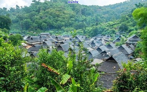 景雨山号普洱茶业：探索云南雨林普洱茶的魅力与历