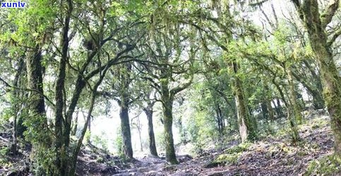 景雨山号普洱茶业：探索云南雨林普洱茶的魅力与历