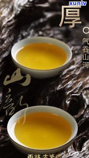 景雨山号普洱茶业：探索云南雨林普洱茶的魅力与历