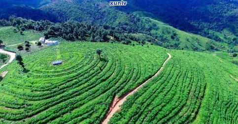 景雨山号普洱茶业：探索云南雨林普洱茶的魅力与历