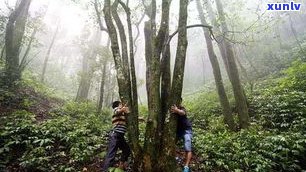 景雨山号普洱茶业：探索云南雨林普洱茶的魅力与历