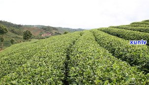 云南黑龙潭茶厂普洱茶品质如何？产地、价格全解析！