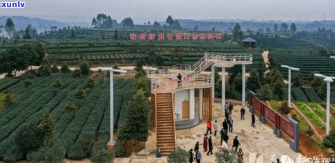 丽水茶厂：揭秘丽水市茶叶产业核心地带