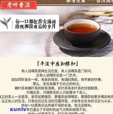 普洱茶专业网站：全面解析普洱茶叶与技术