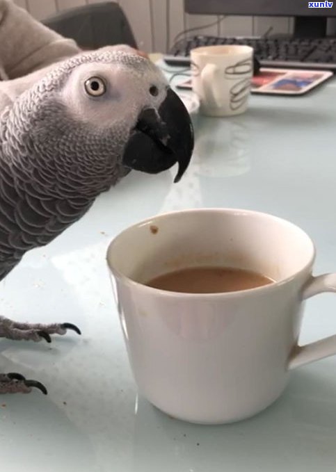 鹦鹉可以喝普洱茶-鹦鹉可以喝普洱茶吗