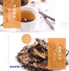 白牡丹普洱茶价格全解析：一斤、一盒多少钱？品鉴如何？