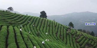 寻找丽水茶叶？查看丽水茶叶、场及排行榜，了解丽水茶叶市场位置！
