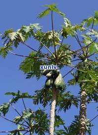 云南东瓜树：生长特点、用途与树介绍