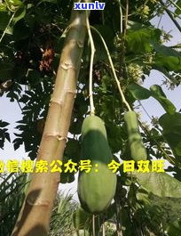 云南东瓜树：生长特点、用途与树介绍