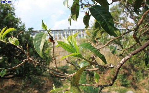 东半山普洱茶功效-东半山普洱茶口感