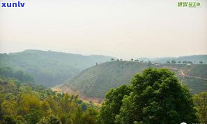 思西盟普洱茶山：探索云南省特色茶叶种植区与旅游胜地