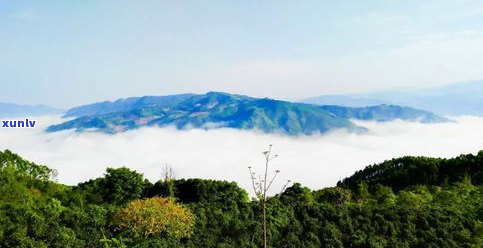 思西盟普洱茶山：探索云南省特色茶叶种植区与旅游胜地