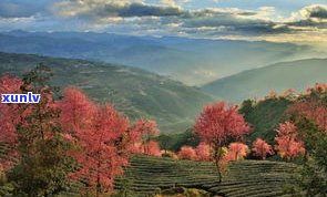 思西盟普洱茶山：探索云南省特色茶叶种植区与旅游胜地