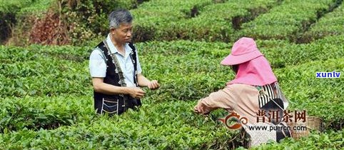 哈尼族自制普洱茶-哈尼族自制普洱茶图片