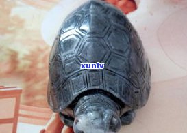 探究玉石乌龟的寓意：它代表了什么？