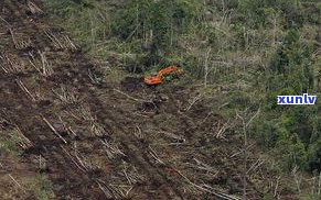 兴海茶厂野象谷熟普：特别口感，源自原始森林的馈赠