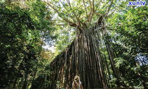 兴海茶厂野象谷熟普：独特口感，源自原始森林的馈赠