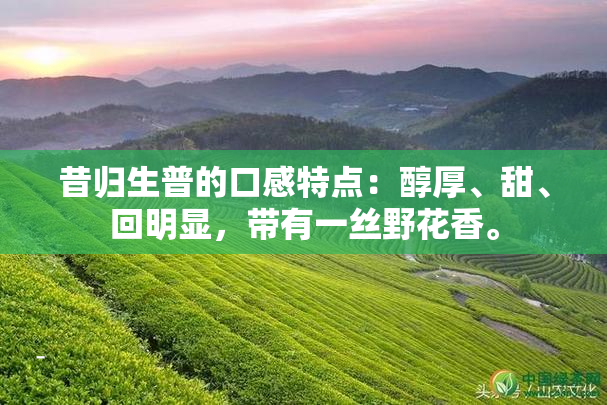 普洱茶金融化迈向巅峰：市场迎来新机遇与挑战