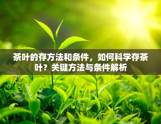 普洱茶订做：制作流程与方法