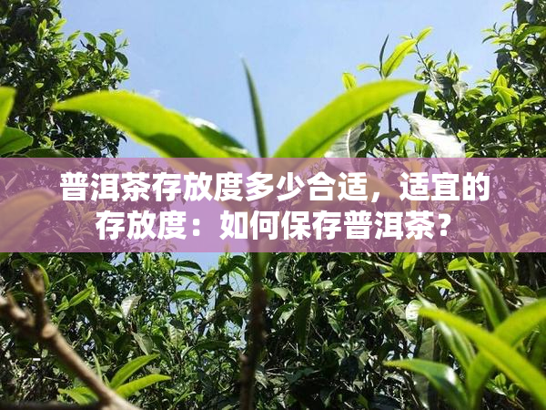 陈皮金丝普洱茶