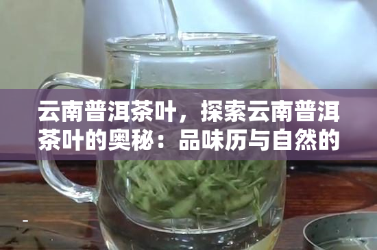 探究普洱茶中的成分含量：揭秘其健益处的秘密