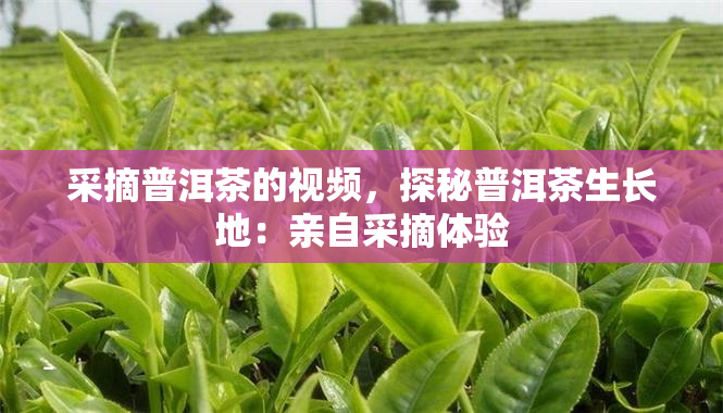 探究古普洱茶：历沉淀与收藏价值