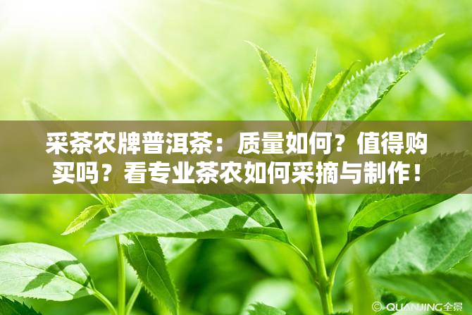 1992年份铁罐普洱茶市场价格分析